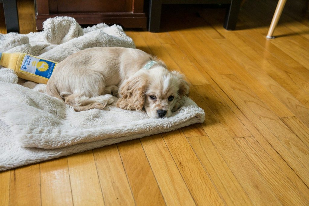 white and brown long coated small dog lying on gray textile