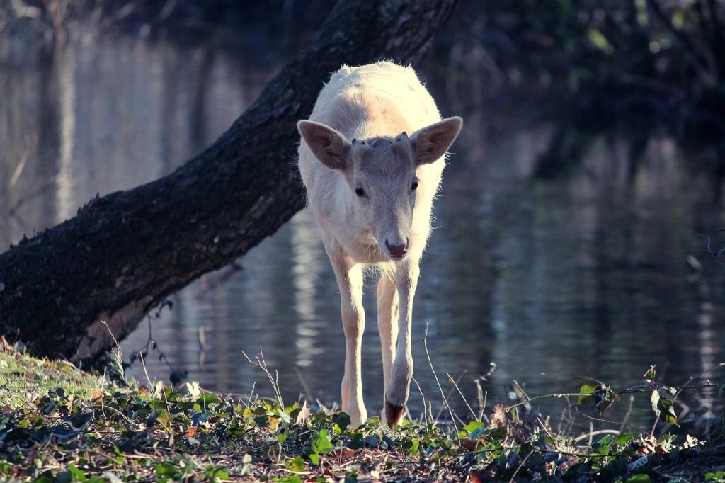 deer, white, albino, capreolus capreolus, nature, wildlife, mammal, rare, albino table, forest, bach, standing, head, face, albino, albino, albino, albino, albino, rare