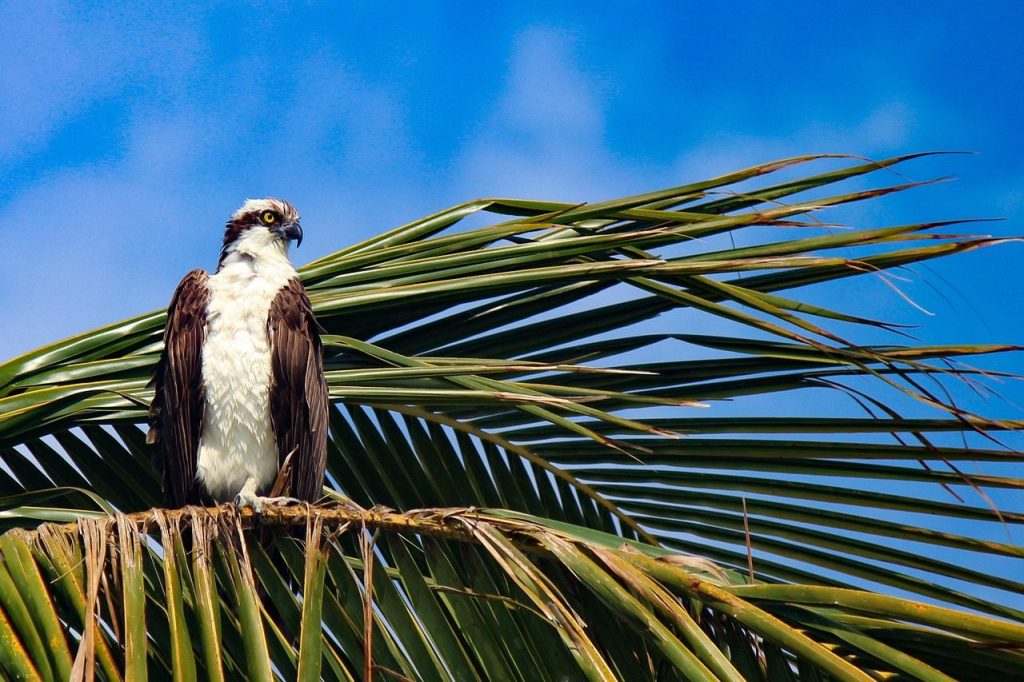 osprey, palm tree, nature, bird, perched, raptor