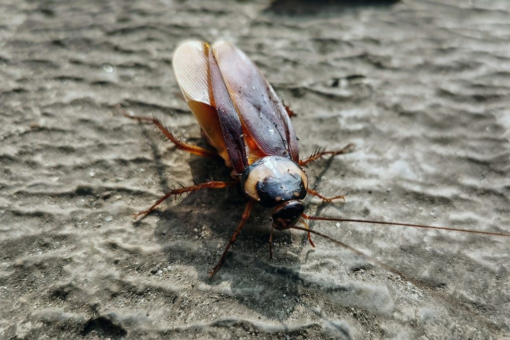 A cockroach crawls on a textured gray surface.