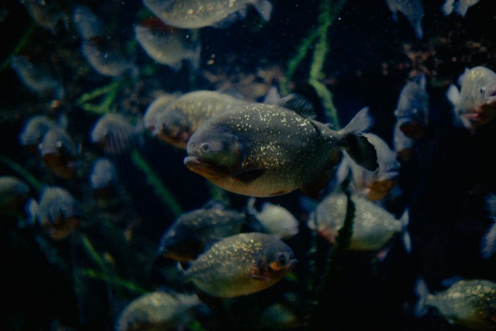 A school of piranhas swimming in dark water with plants.