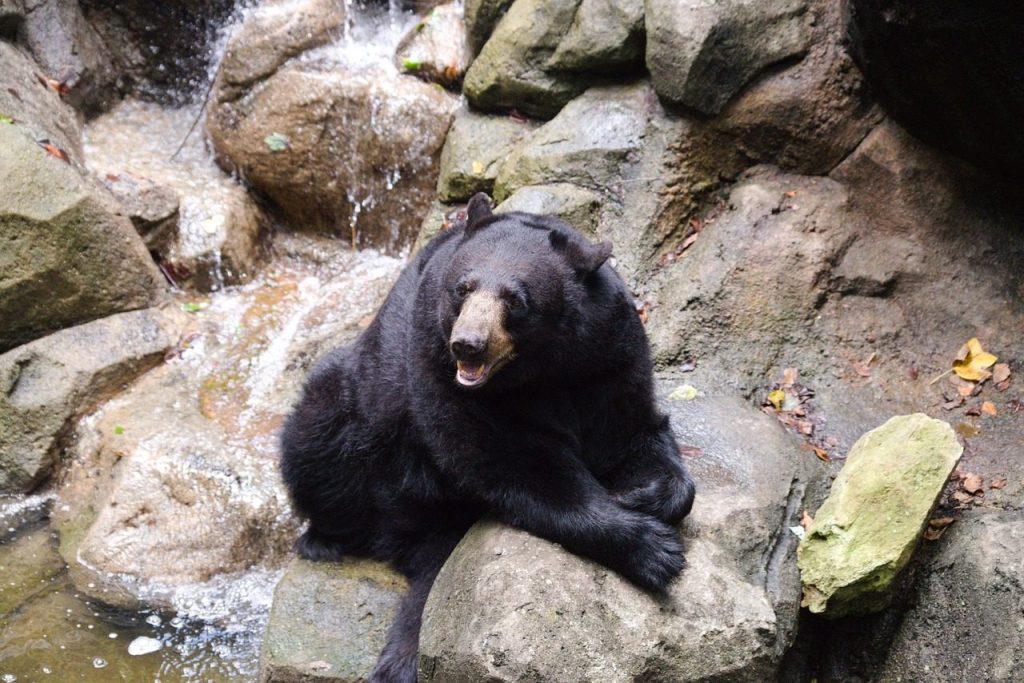 bear, black bear, animal, nature, wild, forest, mammal, black bear, black bear, black bear, black bear, black bear