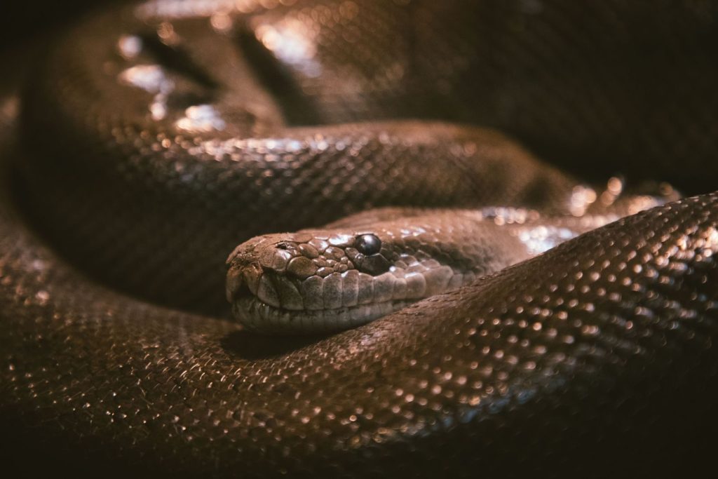 Intimate close-up of a python snake coiled with detailed scales in soft lighting.