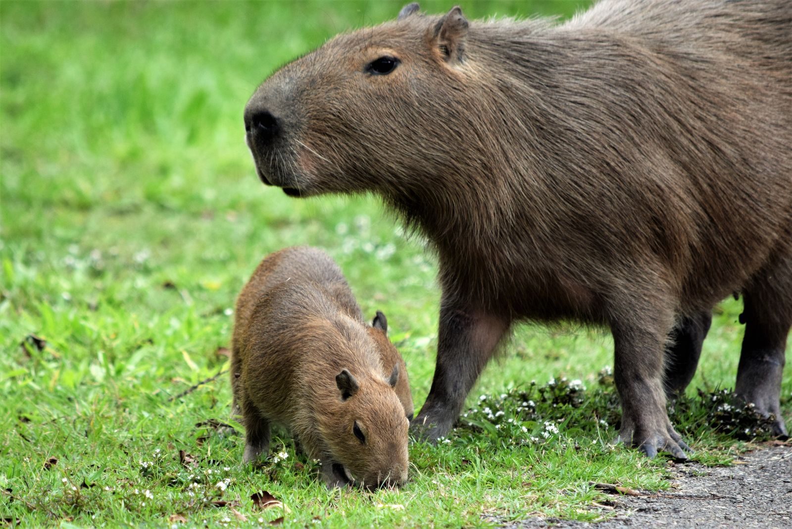 A close-up of adult and young capybaras grazing on lush grass in a Brazilian field.