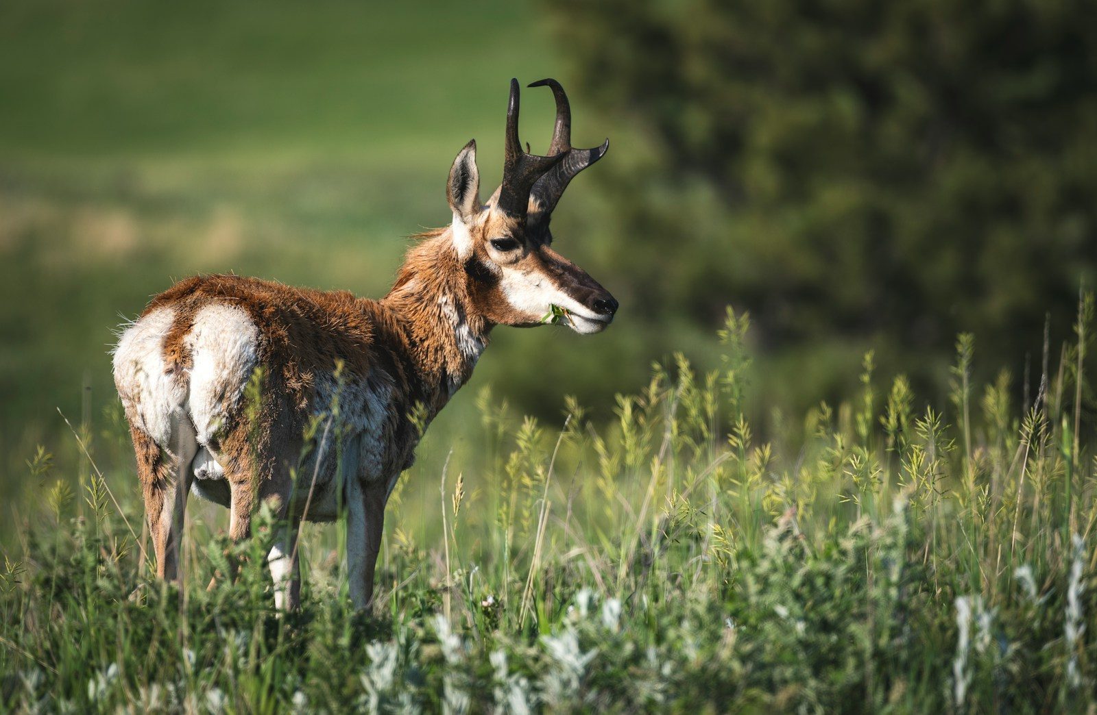 A pronghorn antelope stands in grassy field.