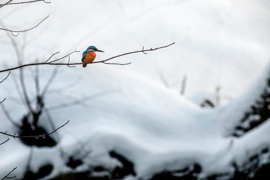 bird, kingfisher, ornithology, species, fauna, nature, avian, animal, wildlife, alcedo atthis, common kingfisher, beak