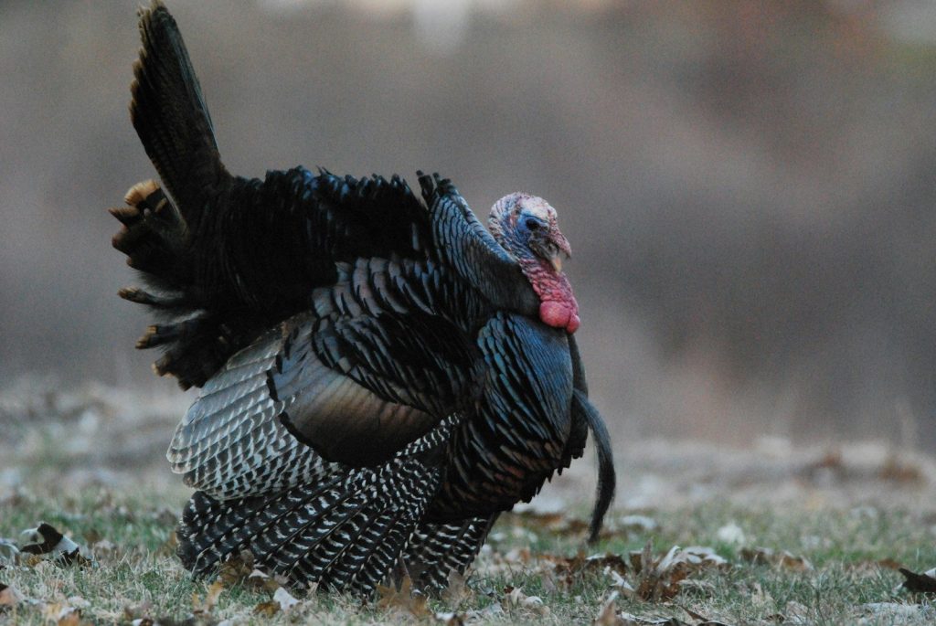 a close up of a turkey on the ground