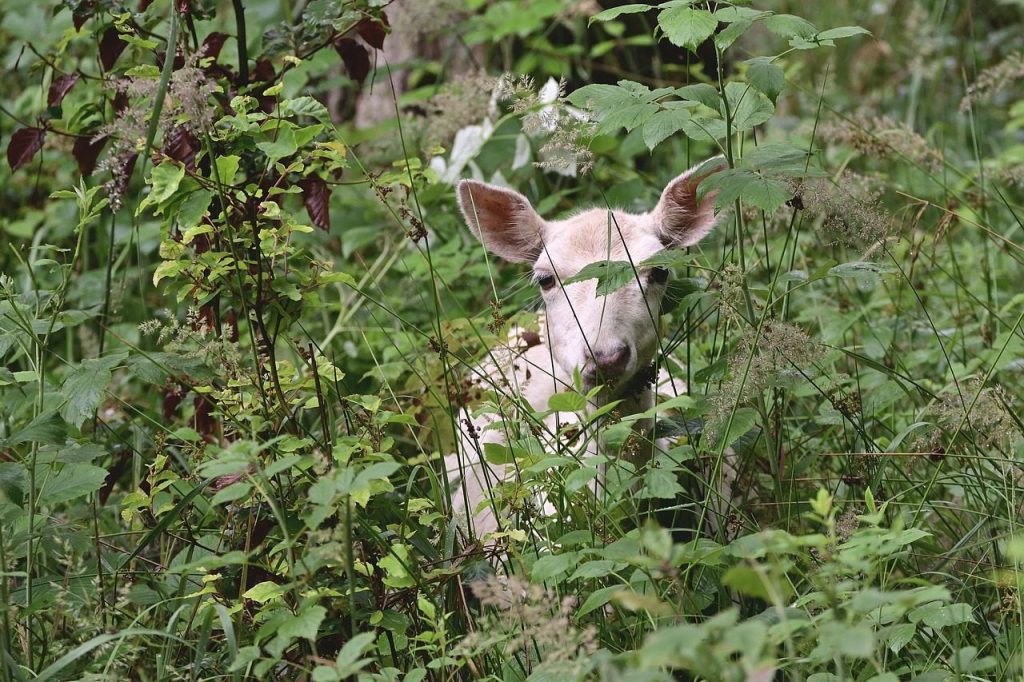 deer, fawn, albino, forest, watch, nature