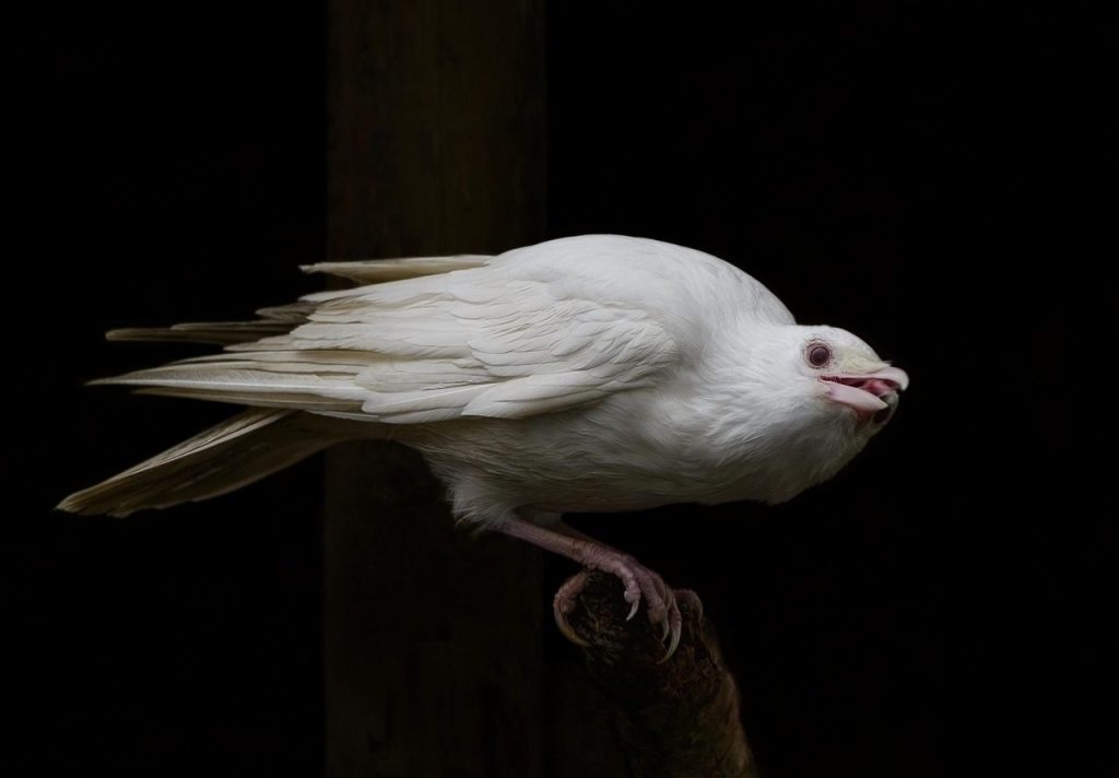 bird, white jackdaw, albino, jackdaw, crow, raven, avian, feathers, perched, plumage, albinism, ornithology, nature, albino, crow, raven, raven, raven, raven, raven