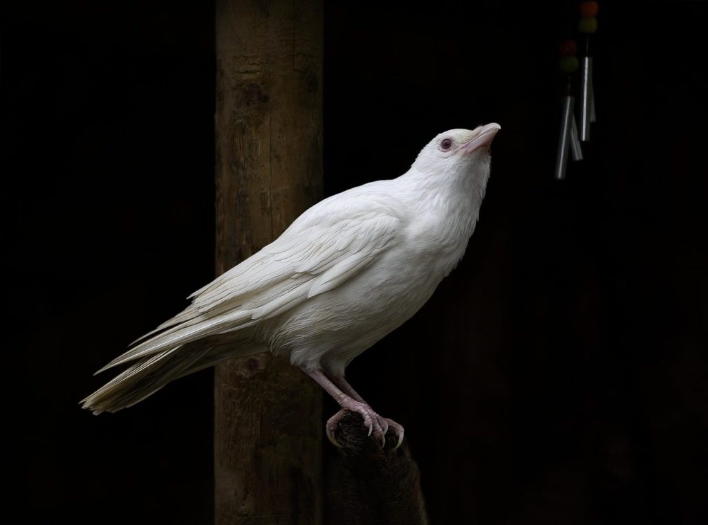 white jackdaw, albino, albinism, rare, jackdaw, crow, raven, bird, avian, ornithology, feathers, plumage, perched, nature, crow, raven, raven, raven, raven, raven