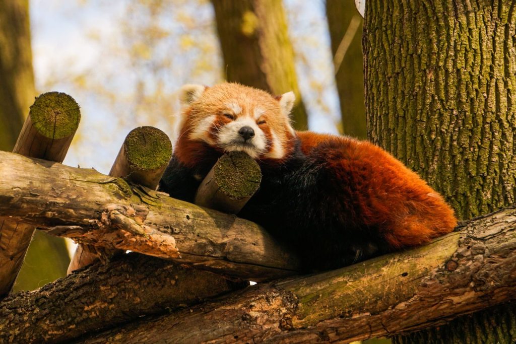 A tranquil red panda sleeping on a tree branch in Torun Zoo, Poland.