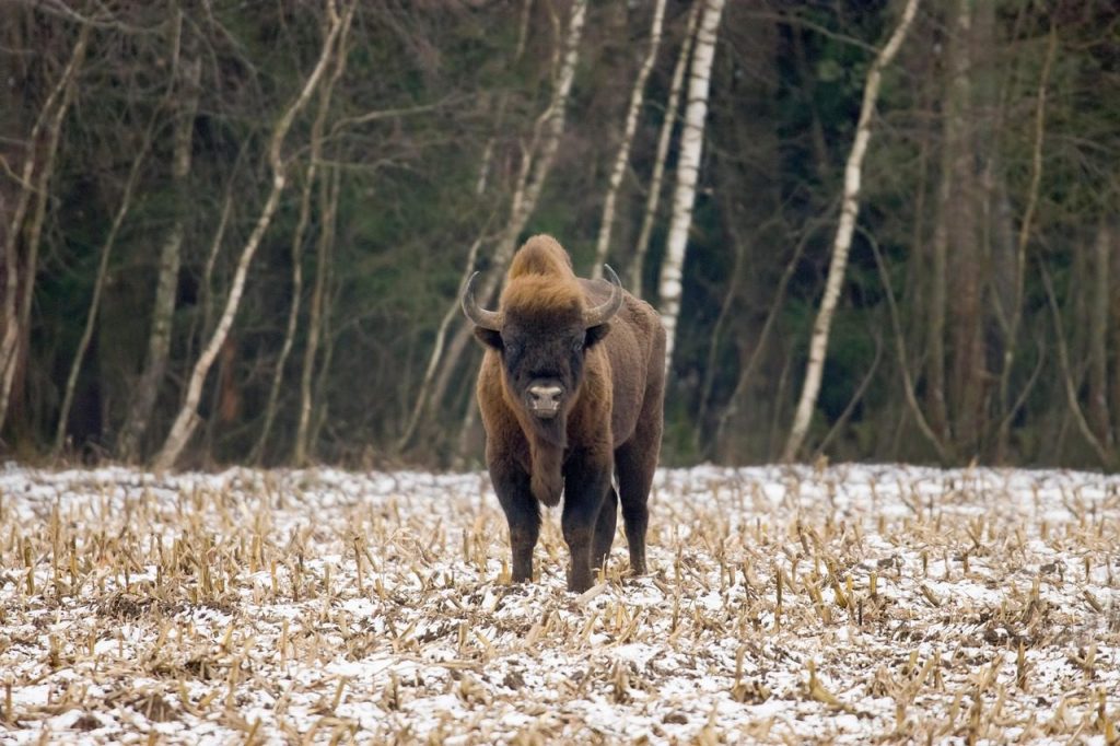 european bison, winter, wisent, wildlife, bison bonasus, european wood bison, nature, animal, poland, hajnowka, european bison, european bison, european bison, european bison, european bison, wisent