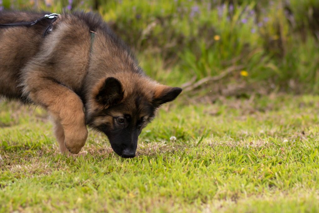 a dog walking on grass