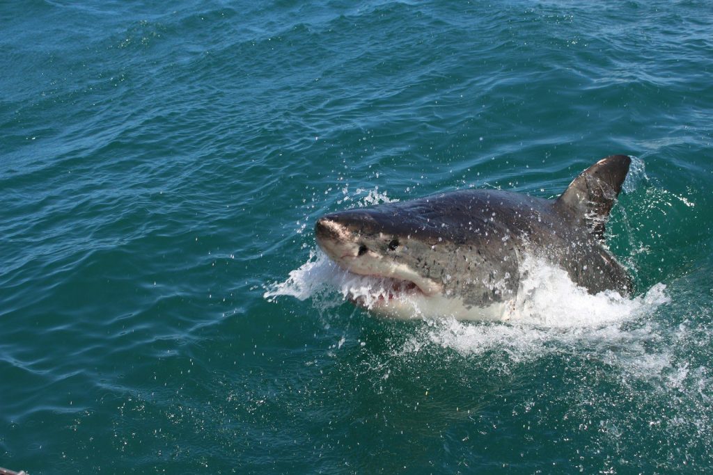 shark on sea