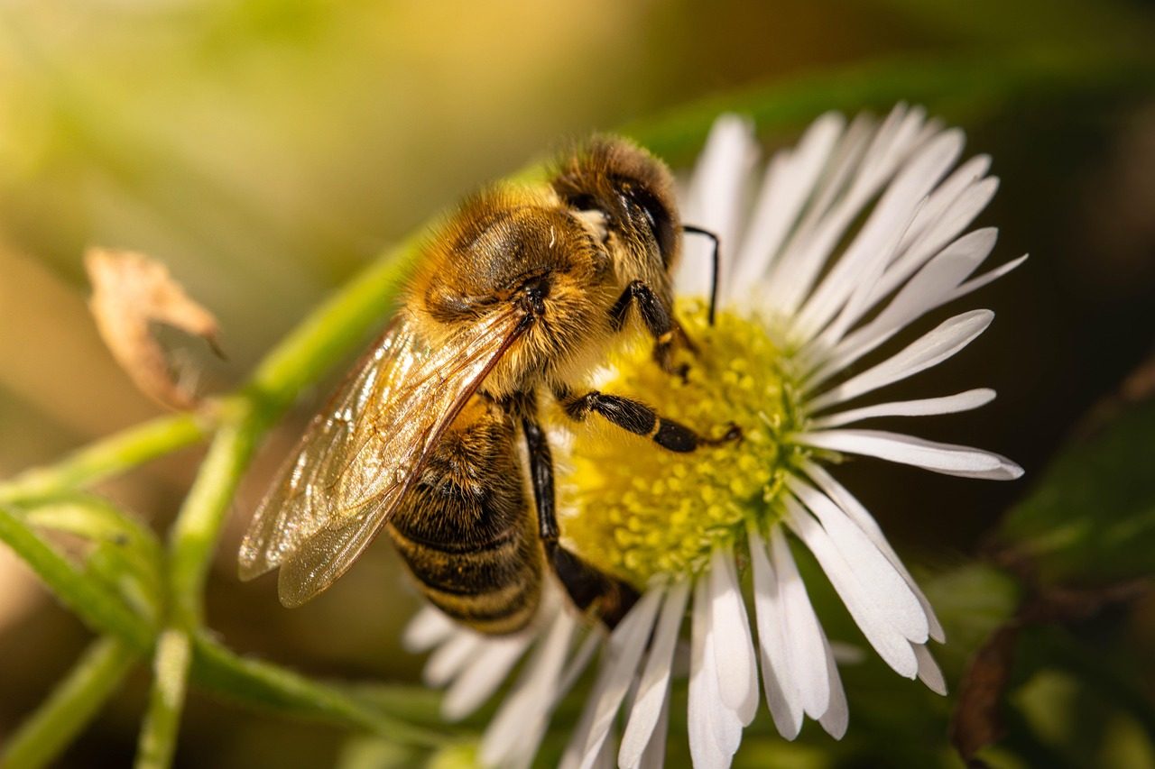 bee, nature, flower background, flower, insect, flower wallpaper, close up, nectar, beautiful flowers, honey bees