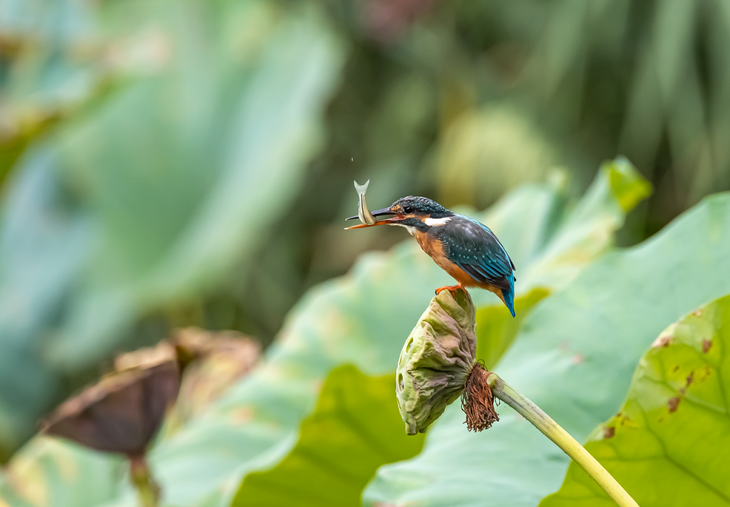 bird, kingfisher, nature, fish, waterfowl, water bird, close up