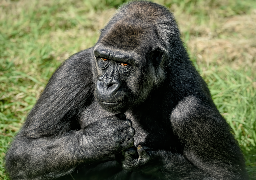 western lowland gorilla, gorilla, primate, ape, mammal, wildlife, animal, nature, critically endangered