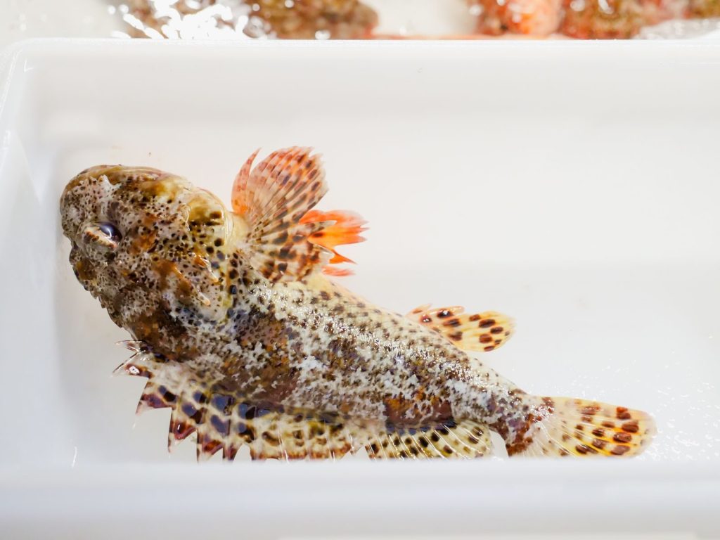 Detailed image of a fresh sculpin fish in a fish market, showcasing its unique spotted patterns.