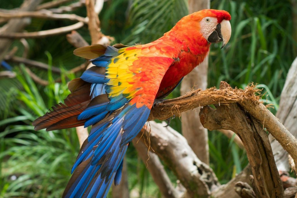 a colorful parrot perched on a tree branch