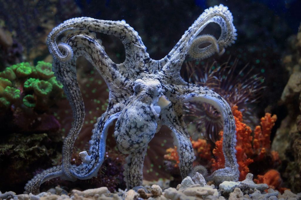 Beautiful octopus showcasing intricate patterns and vibrant coral in an aquarium setting.