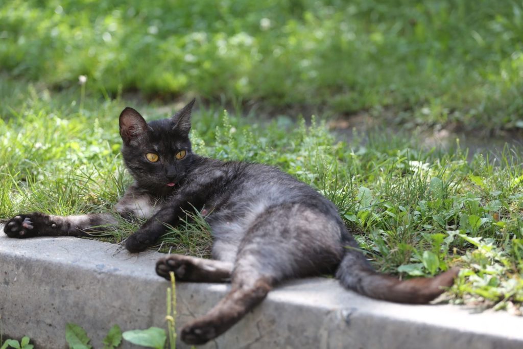 A black stray cat lounging on a grassy urban area, sunlit and serene.