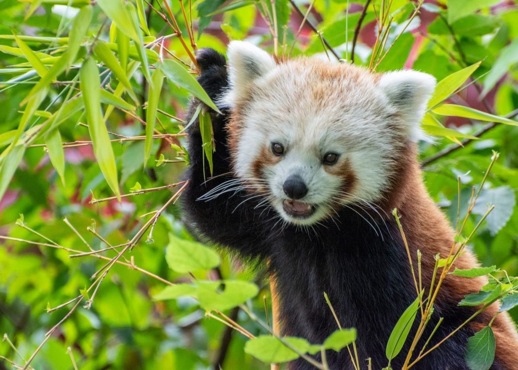 Close-up of a cute red panda climbing among vibrant green leaves outdoors.