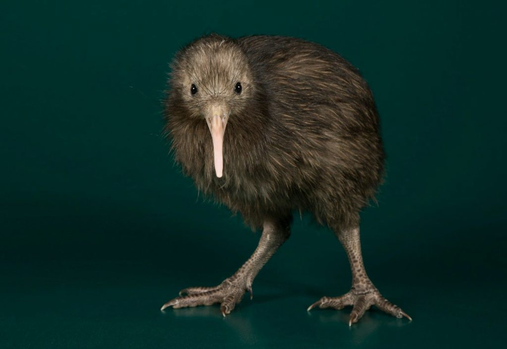 A brown kiwi bird stands on a dark teal background.
