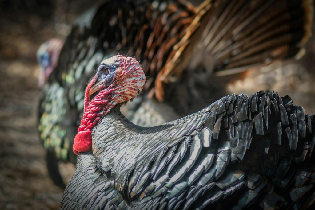 a turkey with its mouth open