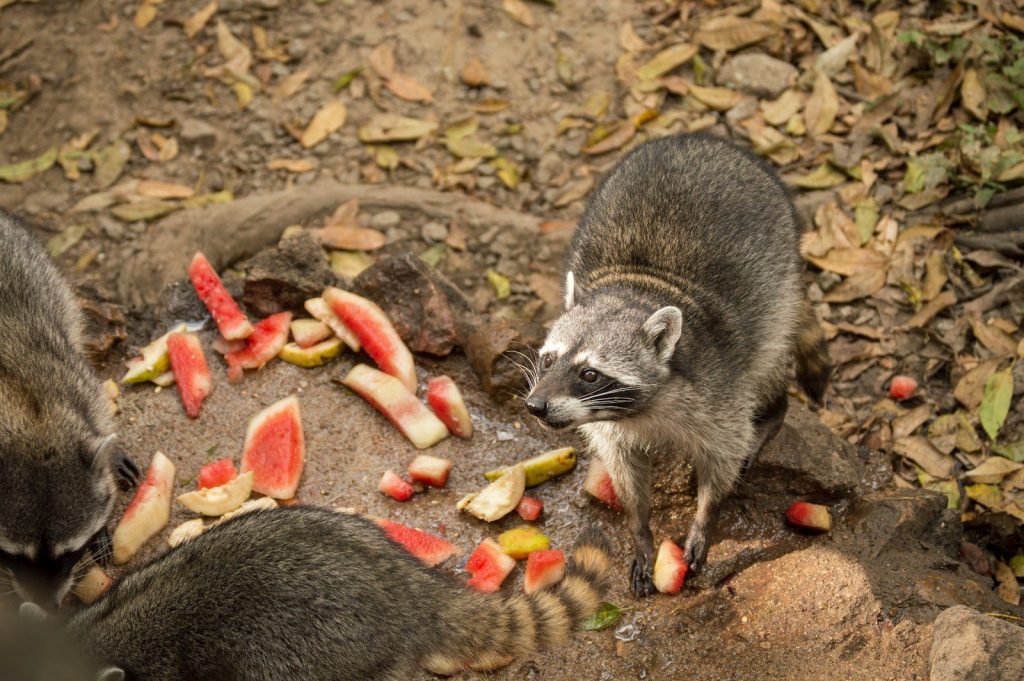 gray and white squirrel eating red apple