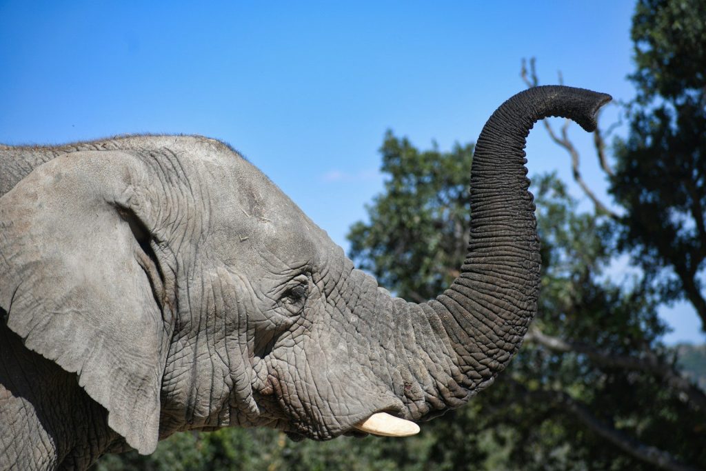 a close up of an elephant with trees in the background