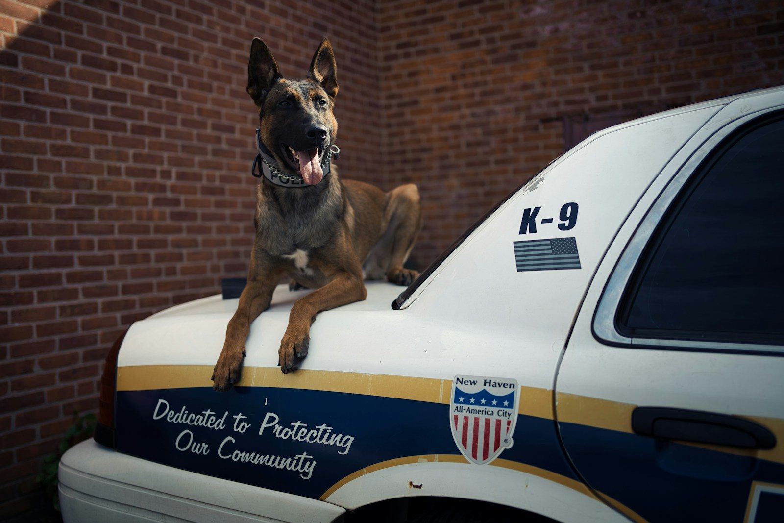 A dog sitting on the hood of a police car