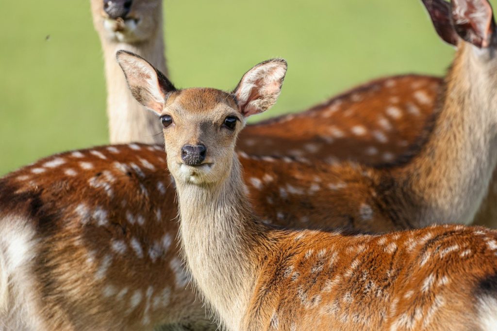Deer stand together, looking toward the camera.