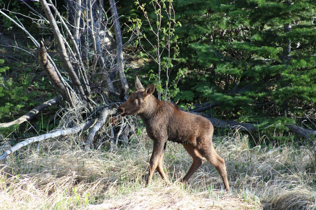 A moose is walking in the grass near a tree