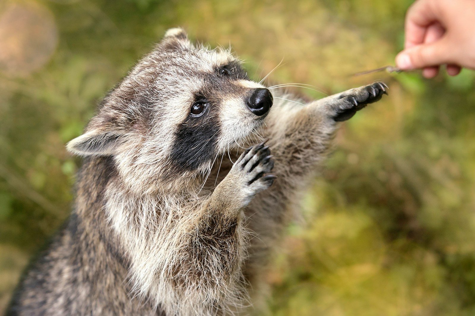 A raccoon reaching for a treat from a hand