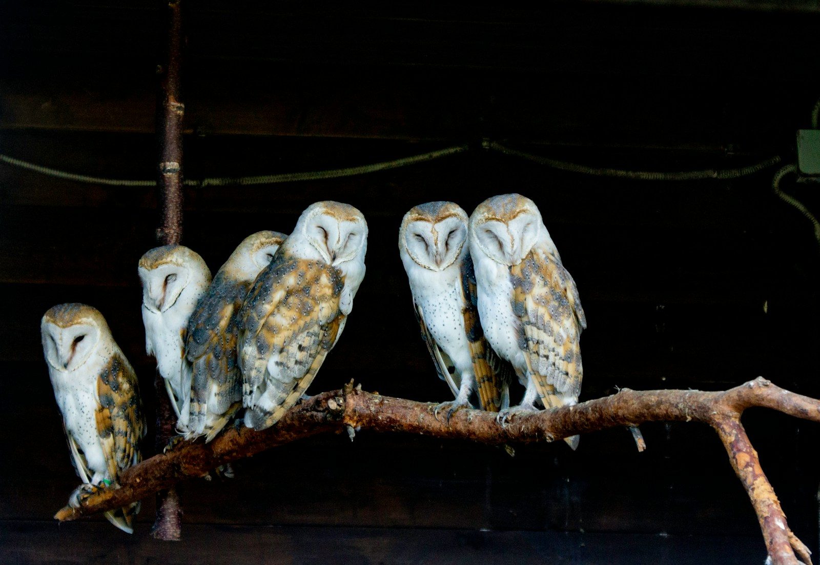 a group of owls sitting on top of a tree branch