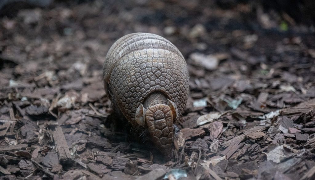 a close up of a small animal on the ground