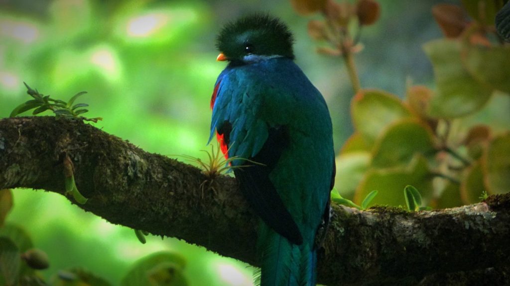 a colorful bird perched on a tree branch
