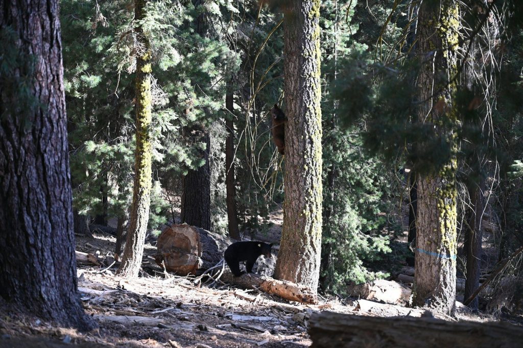 A couple of bears walking through a forest