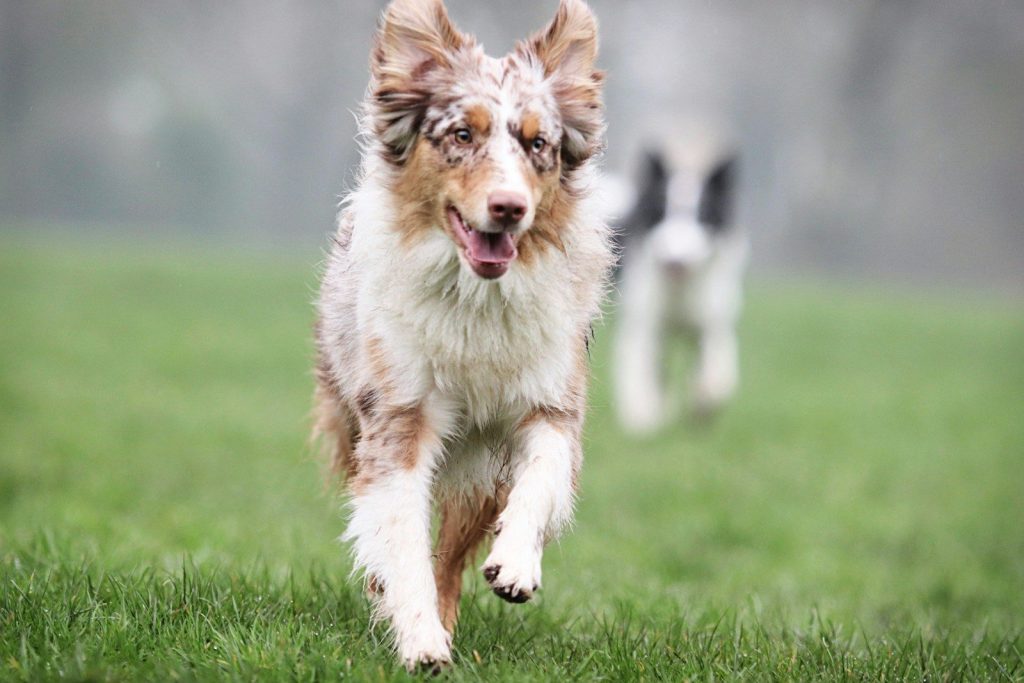 a dog running in the grass with another dog in the background