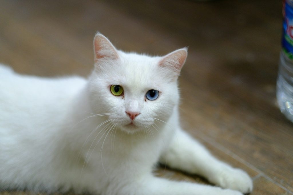 A white cat with heterochromia lies on a wooden floor.