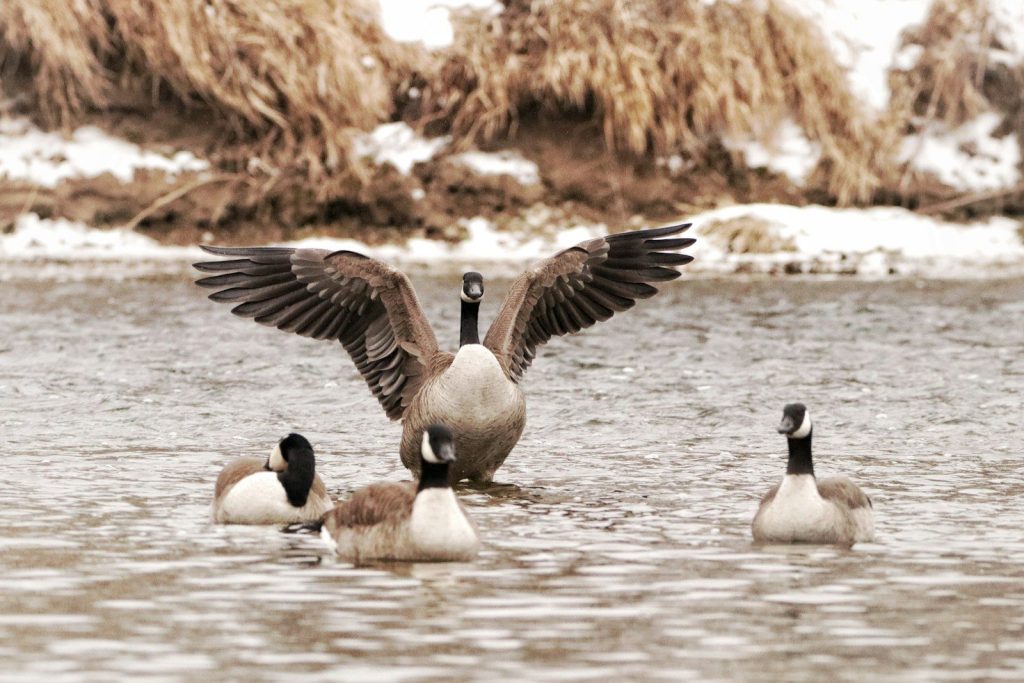 white and black duck on water during daytime