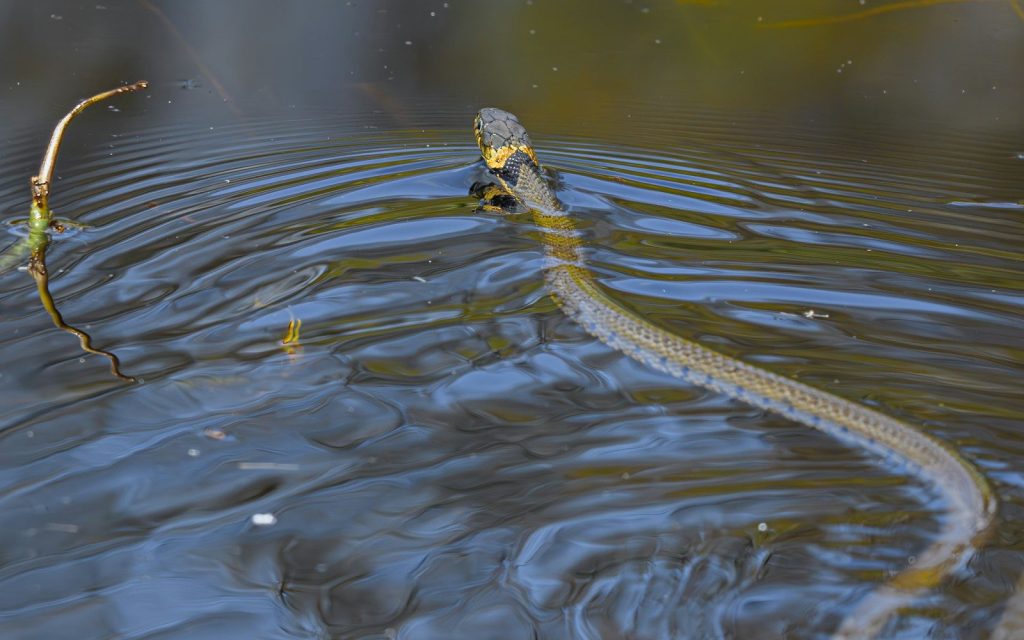 a snake is swimming in the water
