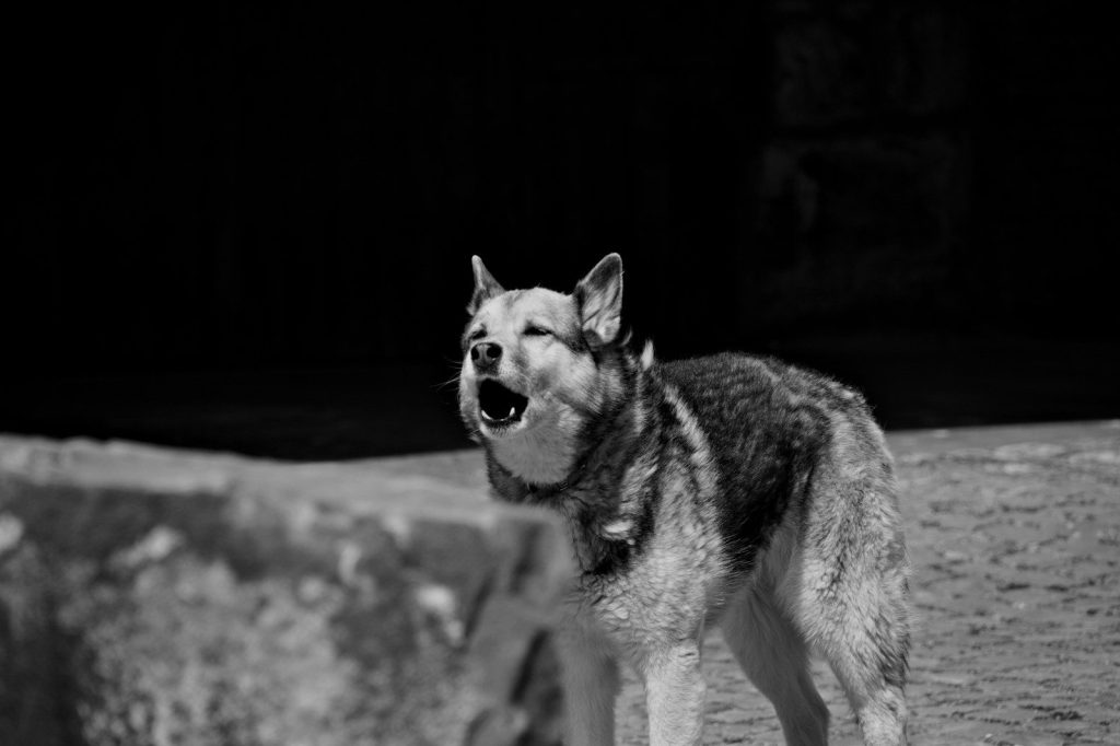 a wolf standing on a rock