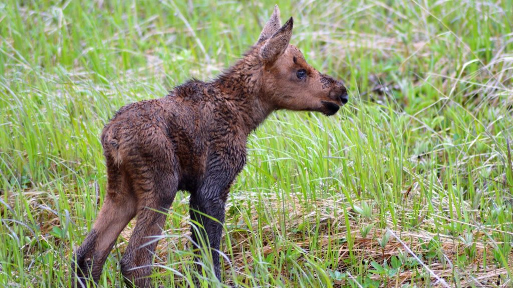 A baby moose stands in tall green grass.