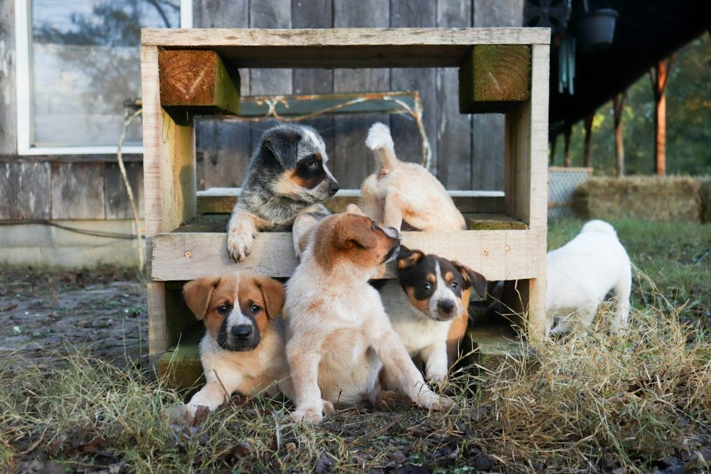 Five puppies gathered around a wooden structure outdoors.