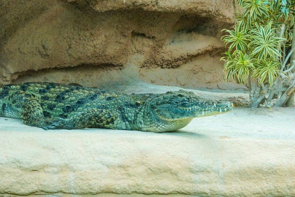 green crocodile