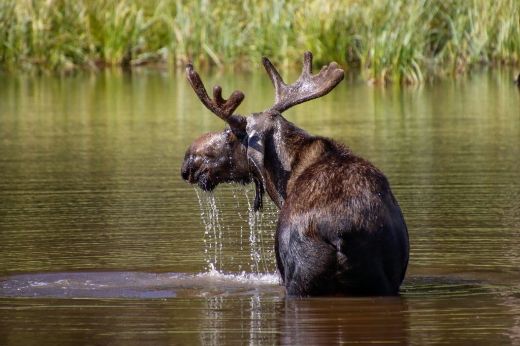 a moose in a body of water with his head in the water