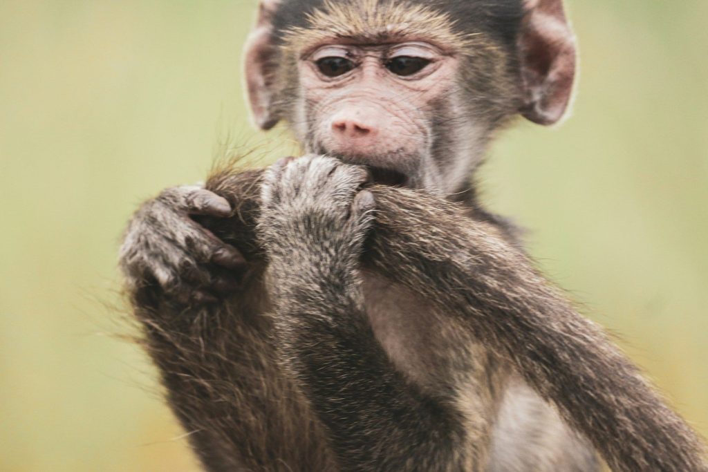 A young baboon holds its tail with its hands.