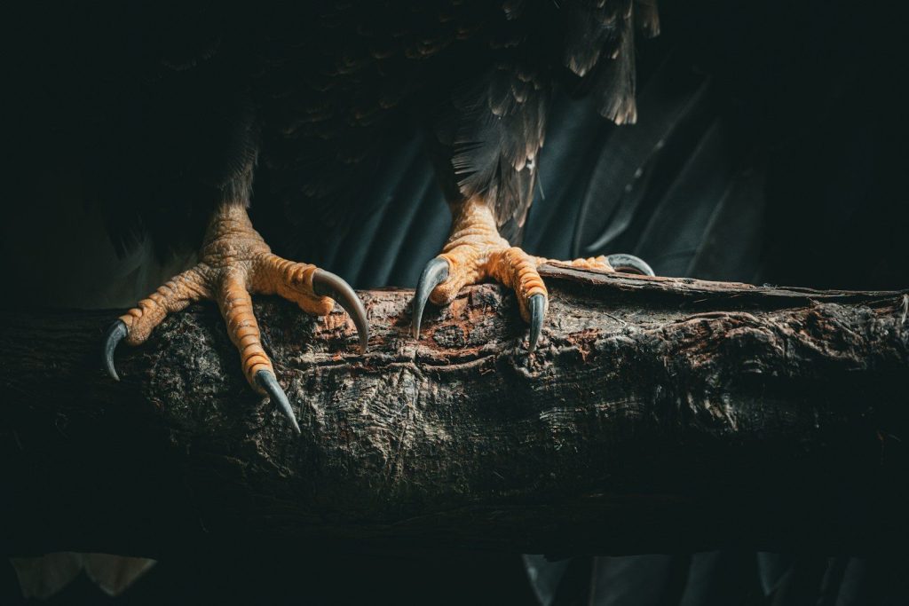 a large bird sitting on top of a tree branch