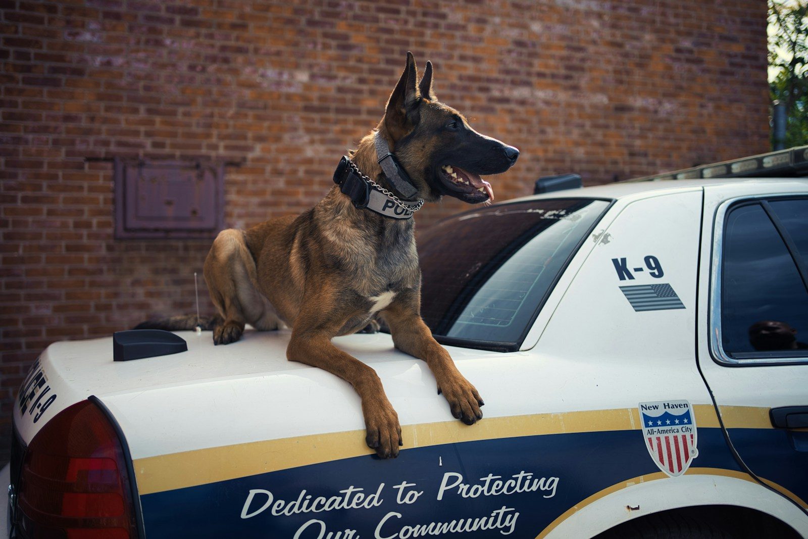 A dog sitting on top of a police car